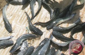 Lahan dan Air Terbatas, Petani Ikan Lele Sulit Penuhi Pesanan